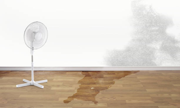 Best Professional water damage repair  in Struthers, OH